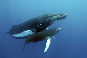 Humpback whale (Megaptera novaeangliae)