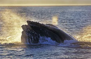 Humpback whale (megaptera novaeangliae)