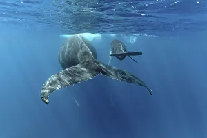 Humpback whale (Megaptera novaeangliae)