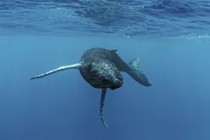 Humpback whale (Megaptera novaeangliae)