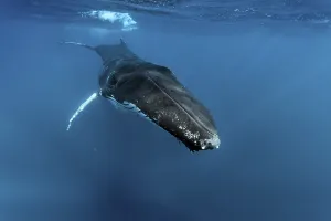 Humpback whale (Megaptera novaeangliae)