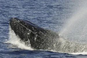 Humpback Whale (Megaptera novaeangliae)