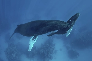 Humpback whale (Megaptera novaeangliae)
