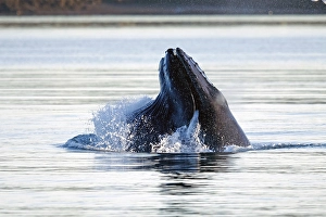 Humpback whale (Megaptera novaeangliae)