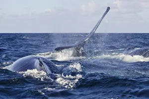 Humpback Whale (Megaptera novaeangliae)