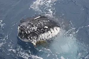 Humpback Whale (Megaptera novaeangliae)