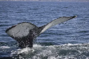 Humpback whale (Megaptera novaeangliae)