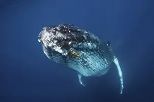 Humpback whale, Megaptera novaeangliae