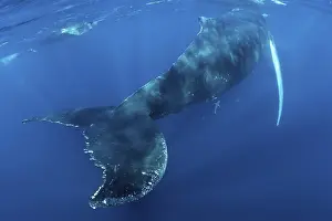 Humpback whale (Megaptera novaeangliae)