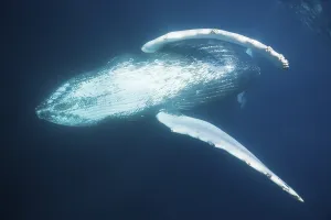Humpback whale, Megaptera novaeangliae