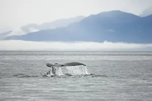 Humpback Whale (Megaptera novaeangliae)