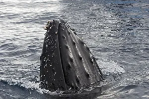 Humpback whale (Megaptera novaeangliae) with barnacles (Balanus sp)