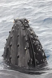 Humpback whale (Megaptera novaeangliae) with barnacles (Balanus sp)