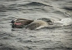 Humpback whale (Megaptera novaeangliae) feeding at the sea surface