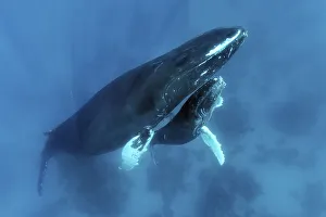 Humpback whale (Megaptera novaeangliae) with great injury to mouth