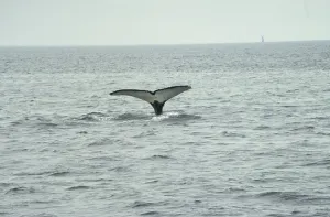 Humpback whale (Megaptera novaeanliae)