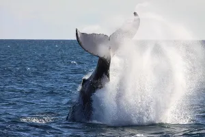 Humpback whale slapping its tail producing sea spray