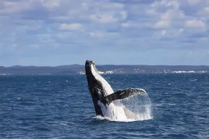 Humpback whale spy hopping, Hervey Bay, Queensland