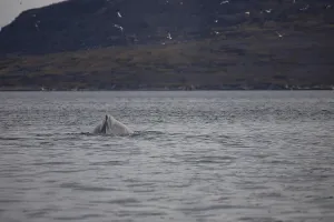 Humpback whale in the waters of Greenland (Megaptera novaeangliae)