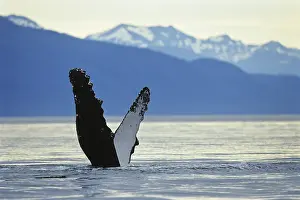 Humpback Whales (Megaptera novaeangliae)