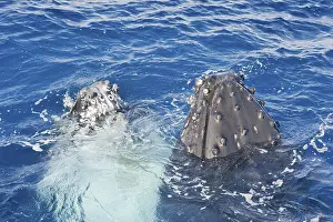 Humpback whales surfacing, Hervey Bay