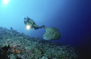 Humpback wrasse and scuba diver Cheilinus undulatus