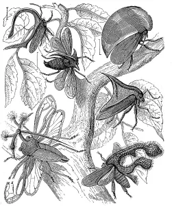 Humpbacked chirps or humpbacked cicadas