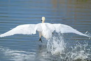Humped swan (Cygnus olor) takes off from a lake