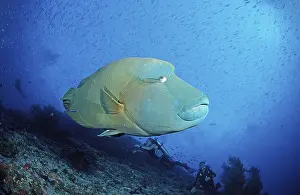 Humphead Wrasse (Cheilinus undulatus)