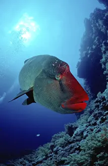 Humphead Wrasse (Cheilinus undulatus)