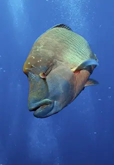 Humphead Wrasse (Cheilinus undulatus)