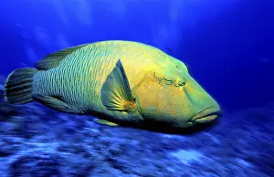 Humphead Wrasse (Cheilinus undulatus)