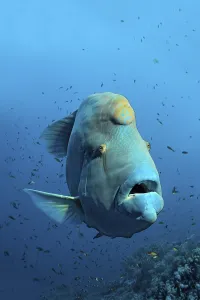 Humphead wrasse (Cheilinus undulatus) over coral reef
