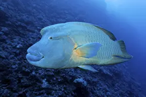 Humphead Wrasse (Cheilinus undulatus) Red Sea