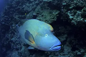 Humphead Wrasse or Napoleonfish (Cheilinus undulatus)
