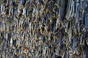 Hung up drying fish, Sommeroya