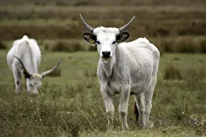 Hungarian grey cattle