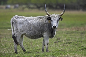Hungarian Grey Cattle (Bos taurus)