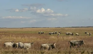 Hungarian Grey Cattle or Hungarian Steppe Cattle