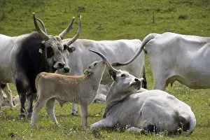 Hungarian grey cattle, Hungarian steppe cattle