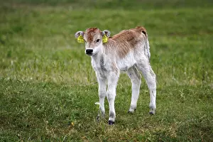 Hungarian Grey Cattle or Hungarian Steppe Cattle (Bos primigenius)
