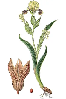 Hungarian iris (Iris variegata)