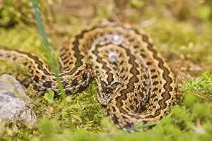 A Hungarian meadow viper (Vipera ursinii rakosiensis) lies on moss