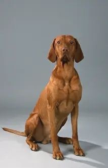 Hungarian Pointer, Magyar Vizsla