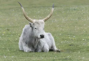 Hungarian steppe cattle, Hungarian grey cattle