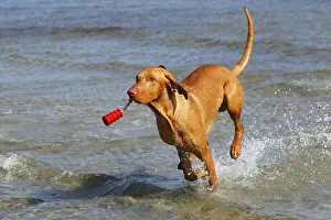 Hungarian Vizsla (Canis lupus familiaris)