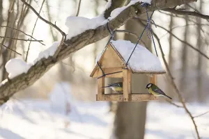 Hungry birds eat food from hanging feeder on sunny winter day in park