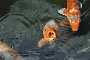 Hungry red carp