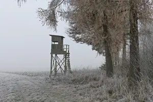 Hunter's blind at the edge of the forest in morning fog