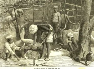 Hunting & animal views, shoeing a bullock, India, As ia